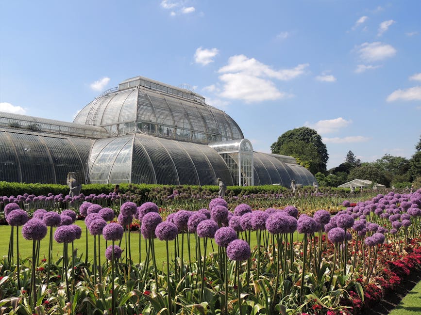 A lush garden scene featuring a vibrant flowerbed of tall, purple alliums in full bloom, arranged in neat rows along the well-maintained green lawn. Behind the flowerbed, there is an elegant glass gre