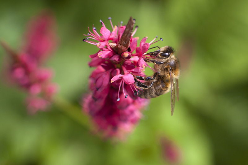 garden design irrigation system